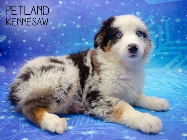 Australian Shepherd DOG Female Blue Merle 24715 Petland Kennesaw, Georgia