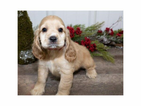 Cocker Spaniel DOG Male Buff 24743 Petland Kennesaw, Georgia