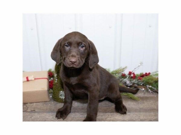 Labrador Retriever DOG Female Chocolate 24752 Petland Kennesaw, Georgia