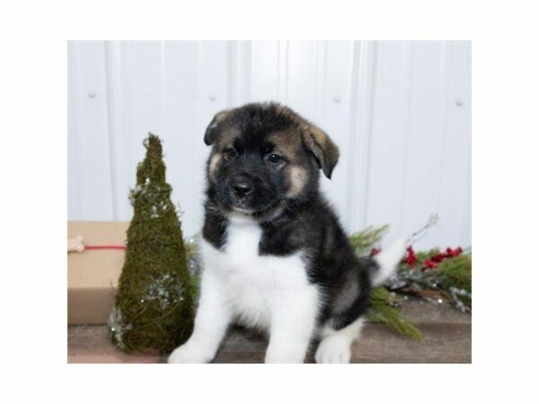 Akita Pom-DOG-Male-Sable / White-24755-Petland Kennesaw, Georgia