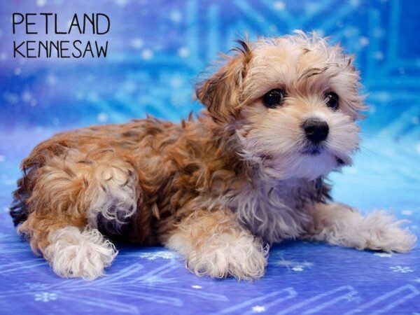 Teddy Bear DOG Female White/Brown 24767 Petland Kennesaw, Georgia