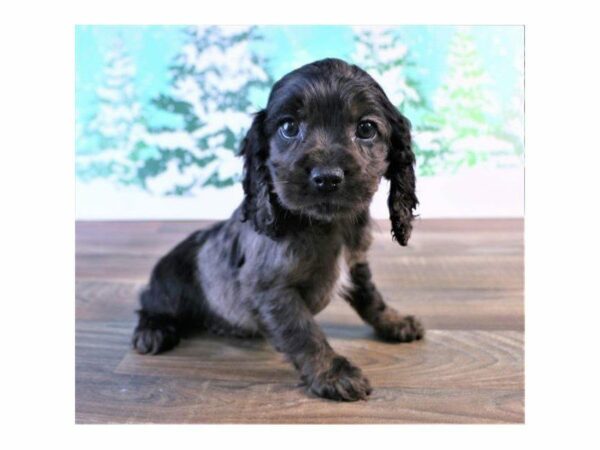 Cocker Spaniel DOG Female Black 24793 Petland Kennesaw, Georgia