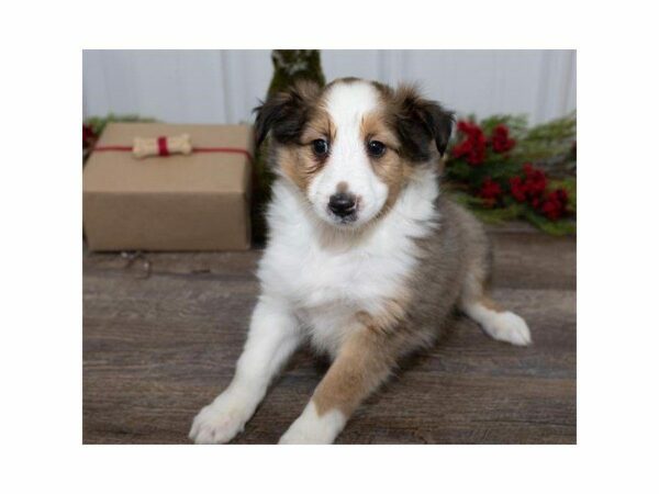 Shetland Sheepdog-DOG-Male-Sable / White-24791-Petland Kennesaw, Georgia