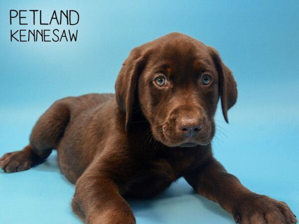 Labrador Retriever DOG Male 24821 Petland Kennesaw, Georgia