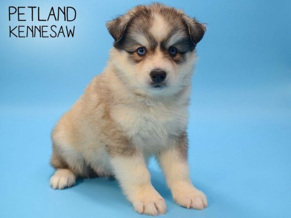 Huskimo-DOG-Male-SILVER WHT-24800-Petland Kennesaw, Georgia