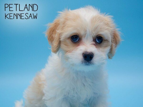 Cavachon DOG Male Blenheim 24813 Petland Kennesaw, Georgia