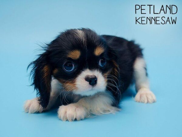 Cavalier King Charles Spaniel DOG Male Black White / Tan 24819 Petland Kennesaw, Georgia