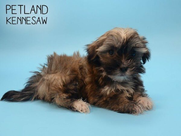 Havanese-DOG-Male-Brown and White-24840-Petland Kennesaw, Georgia