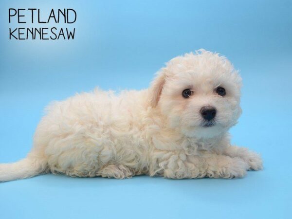 Bichon Frise DOG Male White 24835 Petland Kennesaw, Georgia