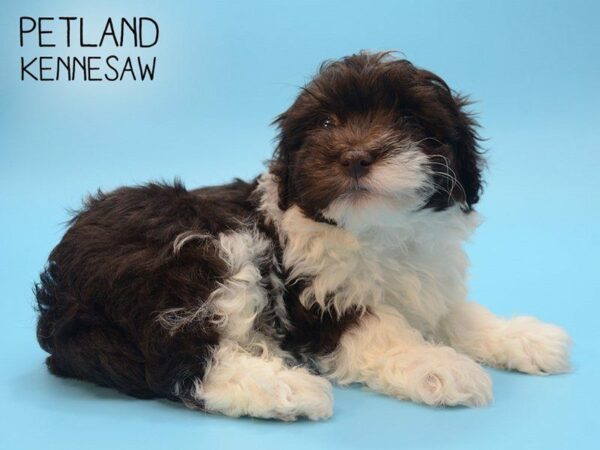 Havanese DOG Male CHOC WHITE 24830 Petland Kennesaw, Georgia