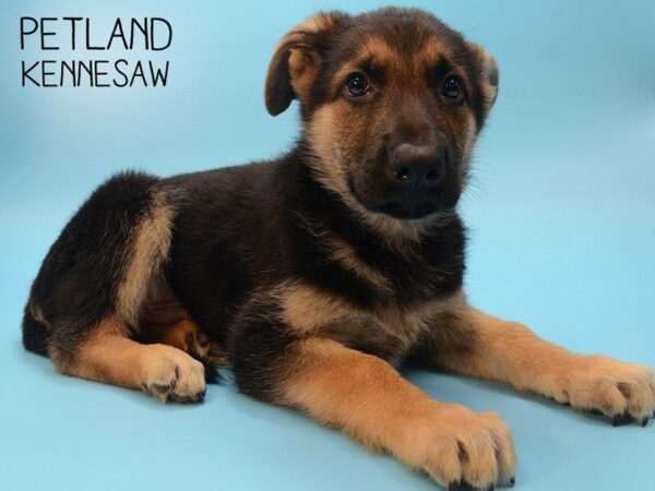 German Shepherd DOG Male Black & Tan 24828 Petland Kennesaw, Georgia