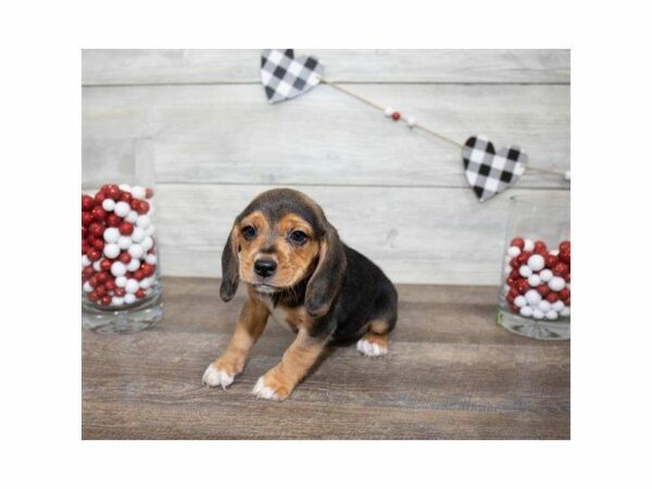 Beagle DOG Female Black Tan / White 24870 Petland Kennesaw, Georgia