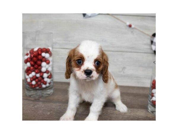 Cavalier King Charles Spaniel DOG Male Blenheim 24856 Petland Kennesaw, Georgia