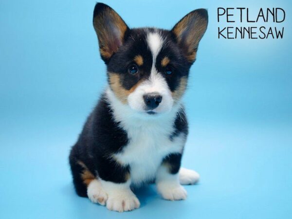 Pembroke Welsh Corgi DOG Male Black 24861 Petland Kennesaw, Georgia