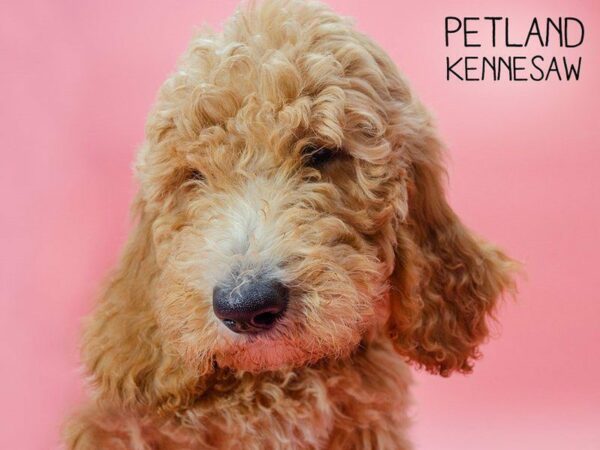 Goldendoodle-DOG-Female-RED-24874-Petland Kennesaw, Georgia