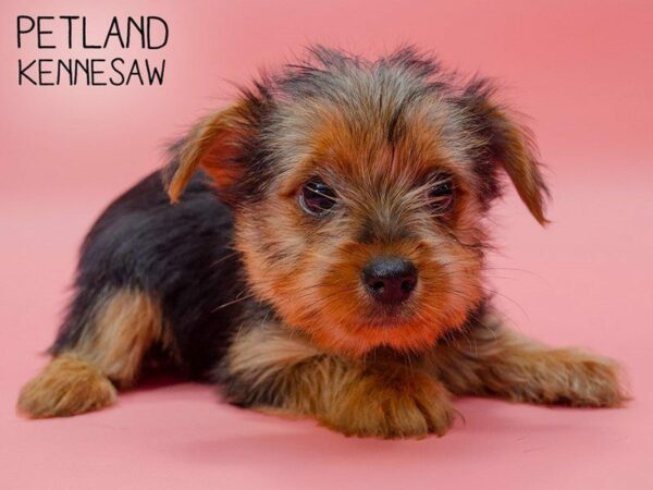 Morkie DOG Female black tan 24882 Petland Kennesaw, Georgia