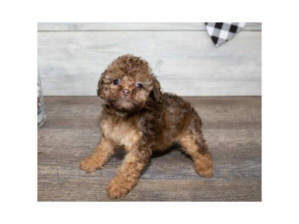 Cockapoo-DOG-Female-Chocolate / Tan-24913-Petland Kennesaw, Georgia