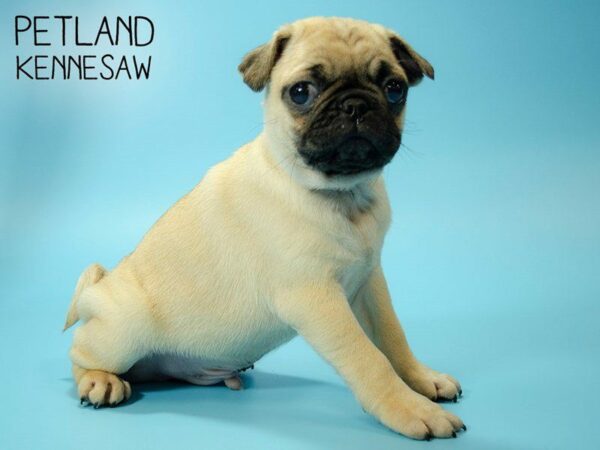 Pug DOG Male FAWN 24904 Petland Kennesaw, Georgia