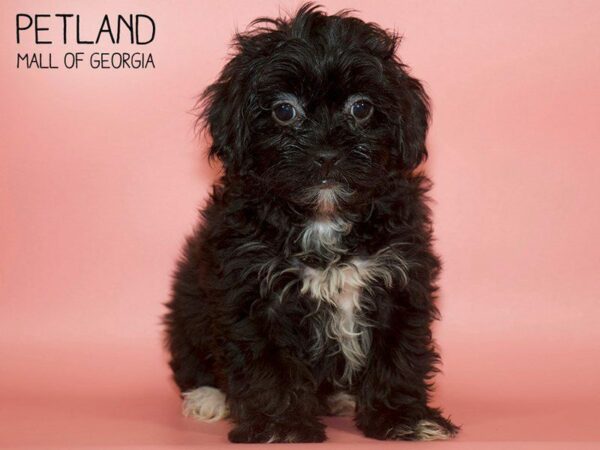 Shihpoo-DOG-Female-BLK-25163-Petland Kennesaw, Georgia