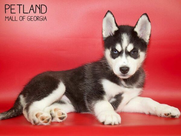 Siberian Husky DOG Male Black & White 25177 Petland Kennesaw, Georgia