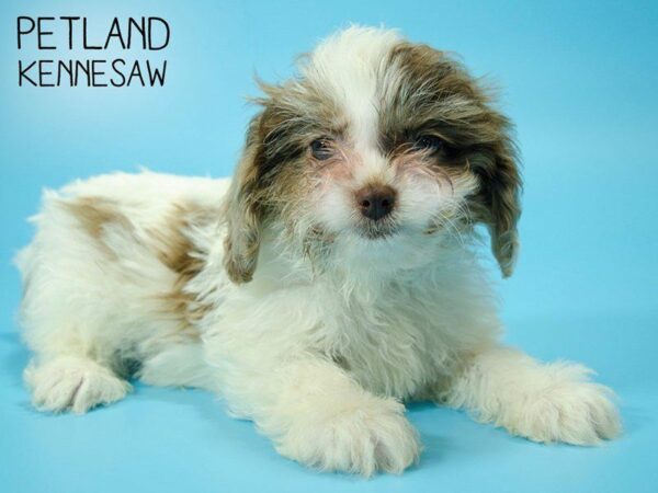 Shihpoo-DOG-Male-CHOC MERLE PARTI-24928-Petland Kennesaw, Georgia