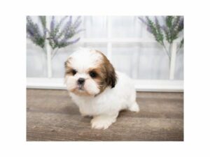 Malshi-DOG-Female-Gold / White-24960-Petland Kennesaw, Georgia