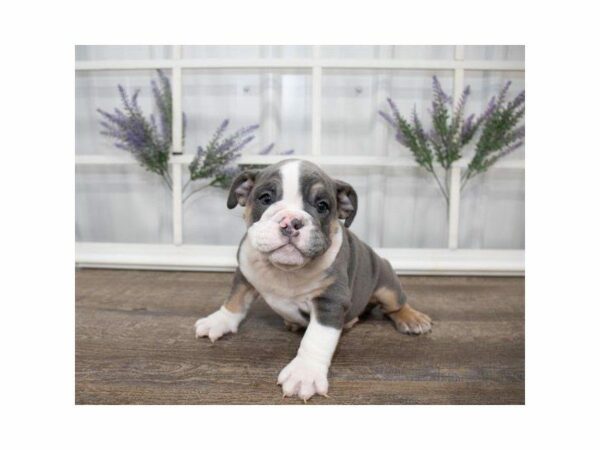 English Bulldog DOG Male Blue White / Tan 24959 Petland Kennesaw, Georgia