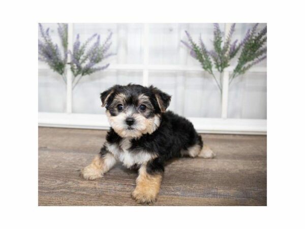 Yorkiepoo-DOG-Male-Black / Tan-24951-Petland Kennesaw, Georgia