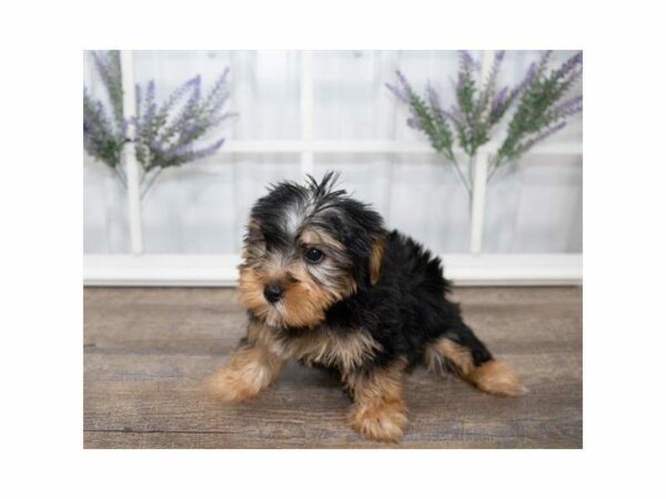 Morkie DOG Female Black / Tan 24949 Petland Kennesaw, Georgia