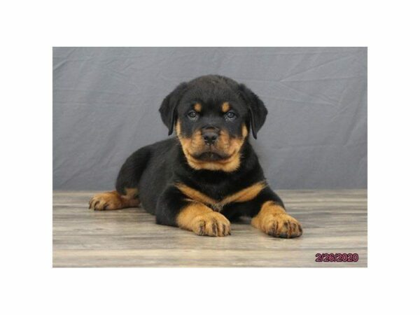 Rottweiler-DOG-Male-Black / Tan-24983-Petland Kennesaw, Georgia