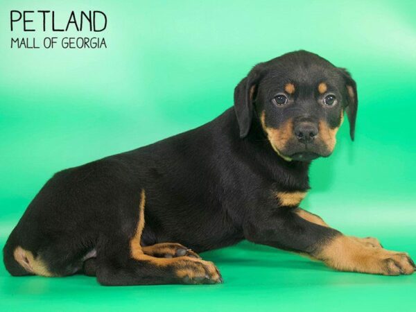 Rottweiler-DOG-Female-Black Tan-25086-Petland Kennesaw, Georgia