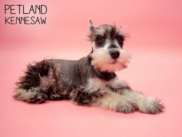 Miniature Schnauzer DOG Female SALT PEPPER 24967 Petland Kennesaw, Georgia