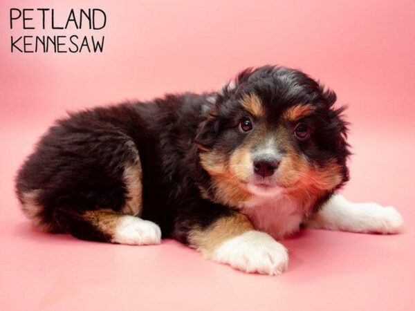 Miniature Australian Shepherd-DOG-Female-Black Tri-24966-Petland Kennesaw, Georgia