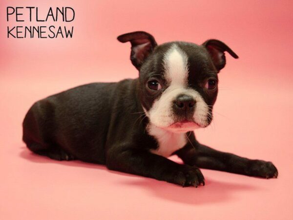 Boston Terrier DOG Female Black / White 25027 Petland Kennesaw, Georgia