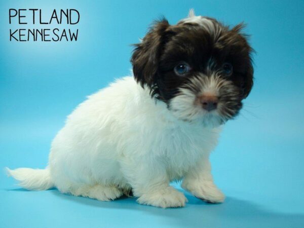 Havanese DOG Male Chocolate / White 25024 Petland Kennesaw, Georgia