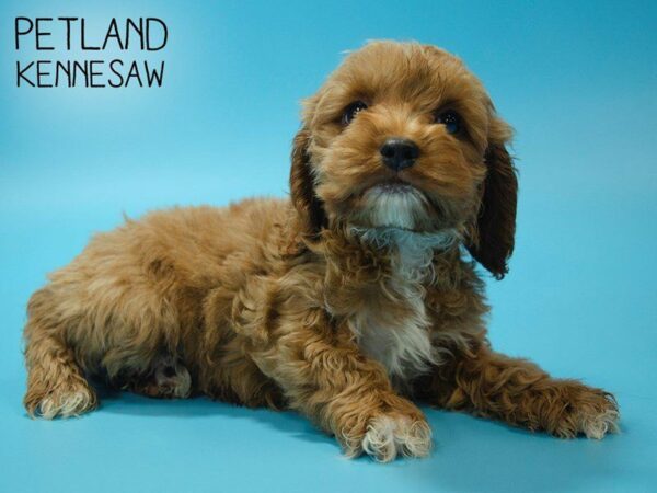 Cockapoo-DOG-Male-Red-25019-Petland Kennesaw, Georgia