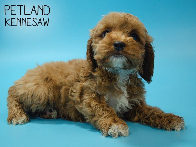 Cockapoo Puppy Red ID:25019 Located at Petland Kennesaw, Georgia