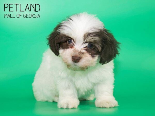 Havanese DOG Female Chocolate / White 25096 Petland Kennesaw, Georgia