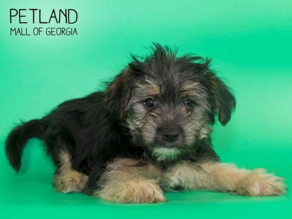 Morkie-DOG-Male-BLK TAN-25100-Petland Kennesaw, Georgia