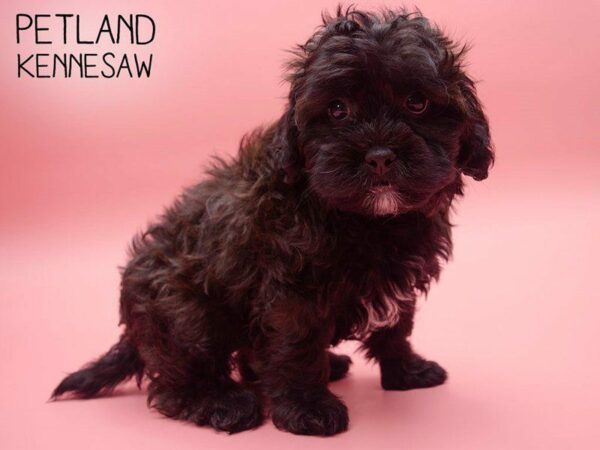 Shihpoo-DOG-Female-Chocolate-25048-Petland Kennesaw, Georgia