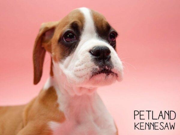 Boxer-DOG-Female-Fawn-25044-Petland Kennesaw, Georgia