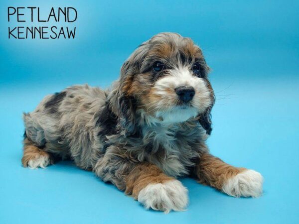 Cockapoo-DOG-Male-CHOC MERLE-25037-Petland Kennesaw, Georgia