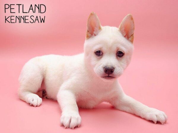 Shiba Inu DOG Female Cream 25030 Petland Kennesaw, Georgia