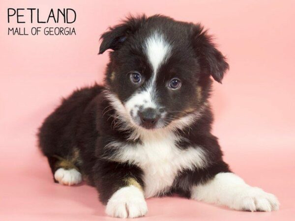 Miniature Australian Shepherd-DOG-Female-BLK TRI-25168-Petland Kennesaw, Georgia