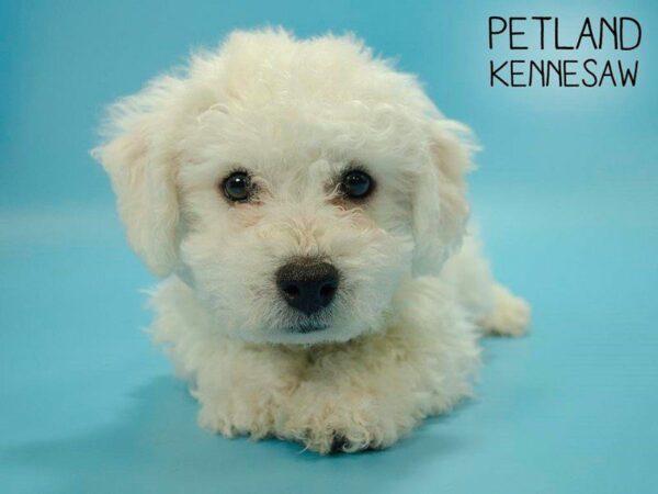 Bichon Frise-DOG-Male-White-25069-Petland Kennesaw, Georgia