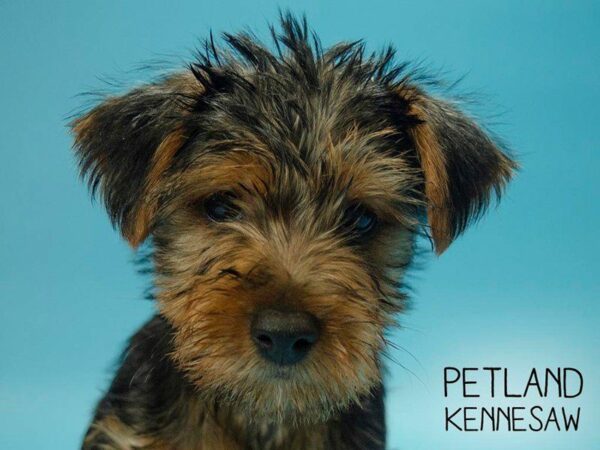 Yorkiepoo-DOG-Male-BLK TAN-25056-Petland Kennesaw, Georgia