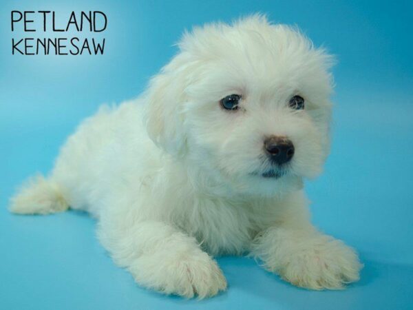 Bichon Frise-DOG-Male-White-25122-Petland Kennesaw, Georgia