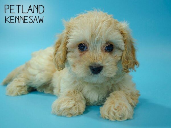 Cavachon DOG Male BLENHEIM 25117 Petland Kennesaw, Georgia