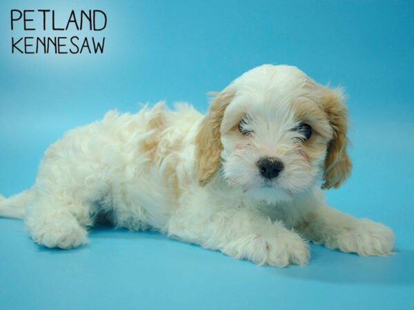 Cavachon DOG Male BLENHEIM 25116 Petland Kennesaw, Georgia