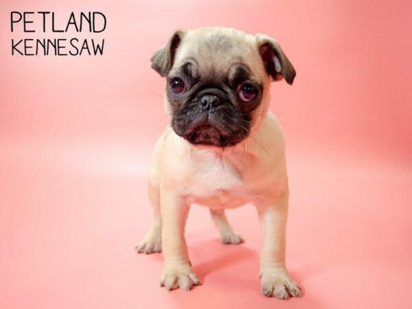 Pug DOG Female Fawn 25159 Petland Kennesaw, Georgia